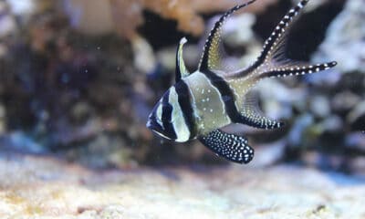 Peixe Cardinal Bangai - Pterapogon Kauderni