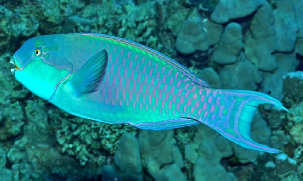 Peixe Papagaio Marinho - Chlorurus gibbus