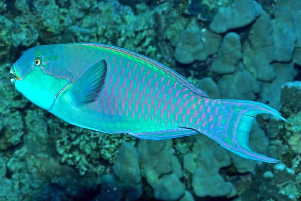 Peixe Papagaio Marinho - Chlorurus gibbus