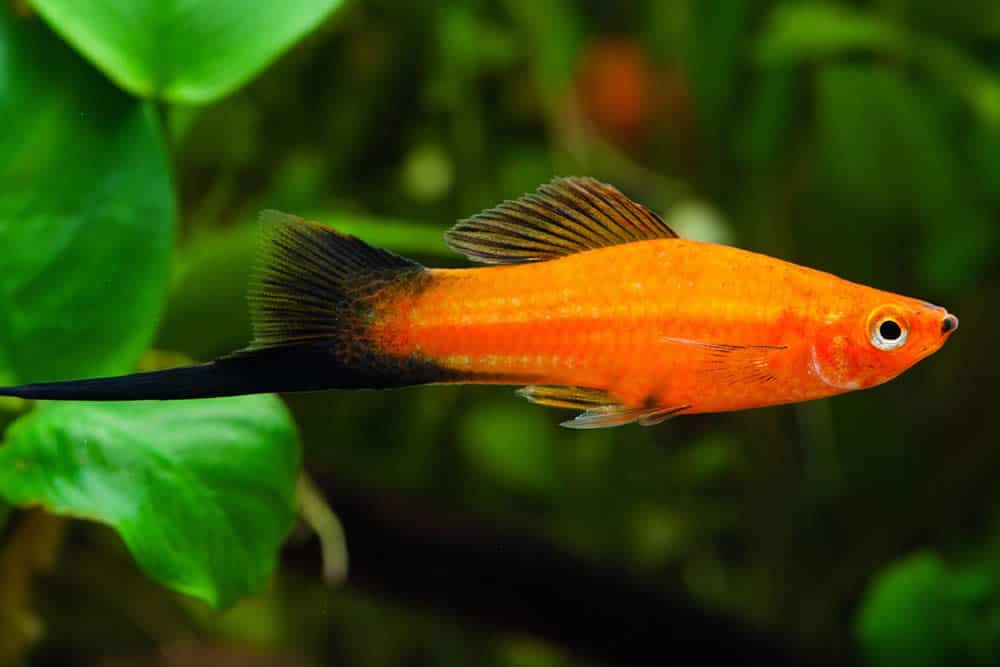 Peixe Espada - Xiphophorus hellerii