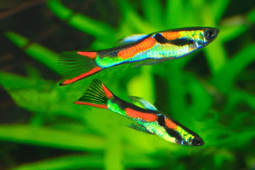 Peixe Guppy Endler