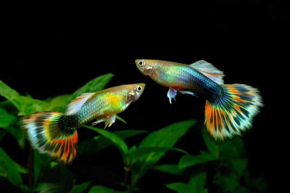 Peixe Guppy