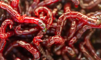 Alimento Para Peixes - Bloodworm