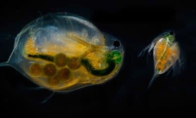 Alimento Para Peixes - Daphnia magna