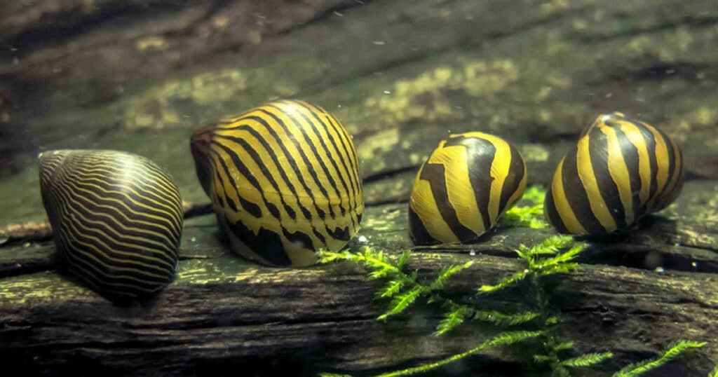 Caramujo Neritina Zebra