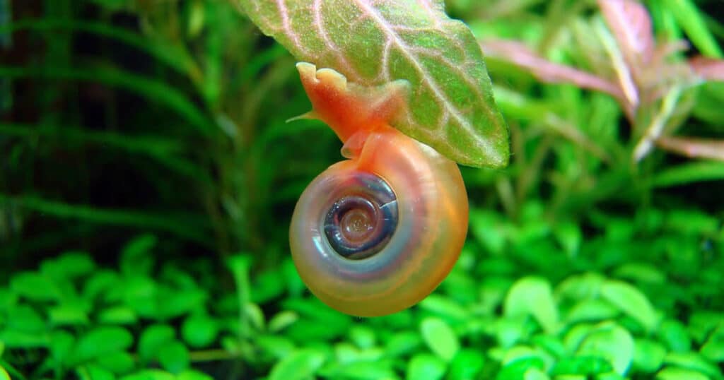 Caramujo Ramshorn - Planorbella duryi