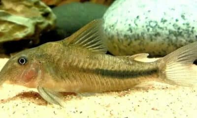 Corydora Scleromystax prionotos