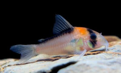 Corydoras Adolfoi