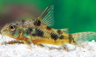 Corydoras Ehrhardti