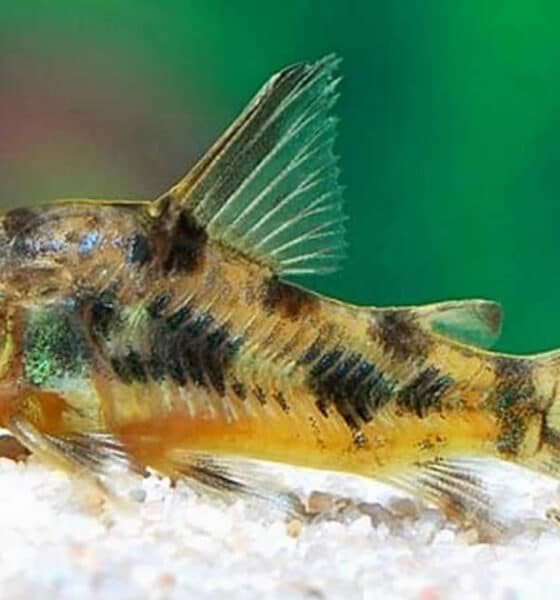 Corydoras Ehrhardti