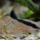 Corydoras Melini