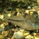 Corydoras Nattereri