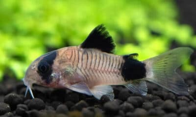 Corydoras Panda