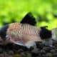 Corydoras Panda