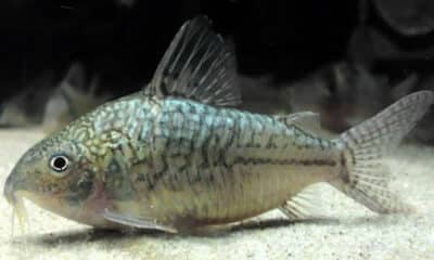 Corydoras Sodalis