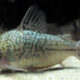 Corydoras Sodalis