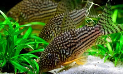 Corydoras Sterbai