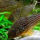 Corydoras Sterbai