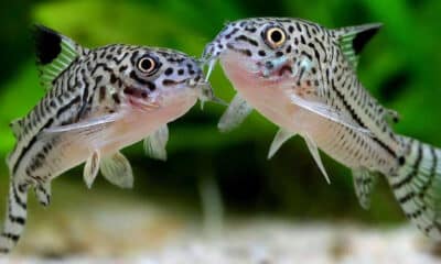 Corydora Leopardo - Corydoras julii