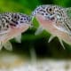 Corydora Leopardo - Corydoras julii