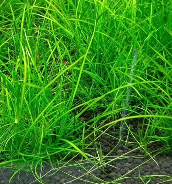Echinodorus tenellus Amano
