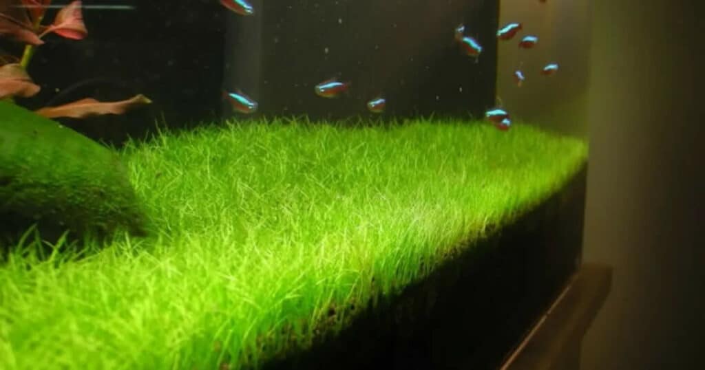 Eleocharis minima