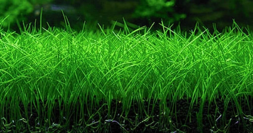 Eleocharis parvula