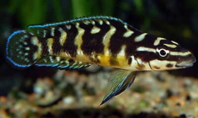 Julidochromis marlieri