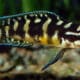 Julidochromis marlieri