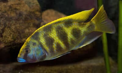 Nimbochromis venustus