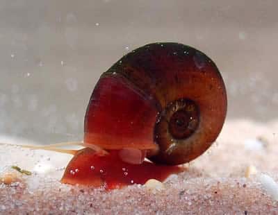 Red Ramshorn